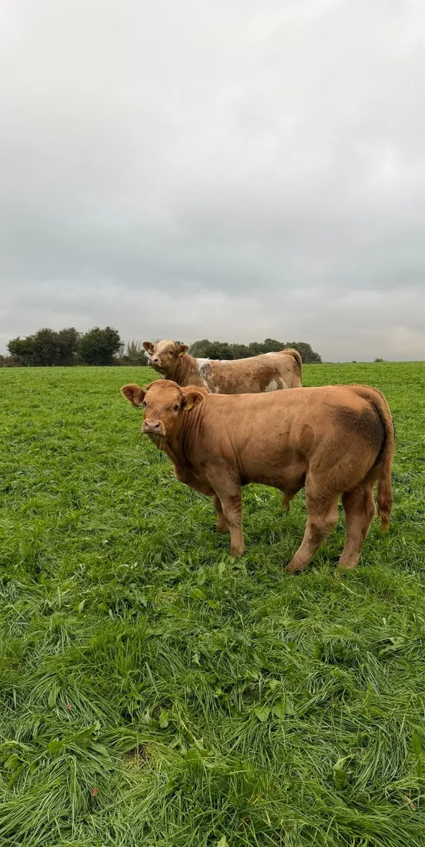 Weanlings For Sale - Image 1