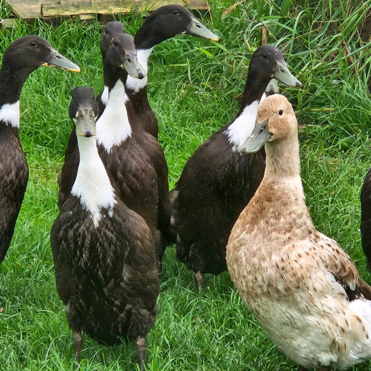 Ducklings / Ducks for sale - Image 1