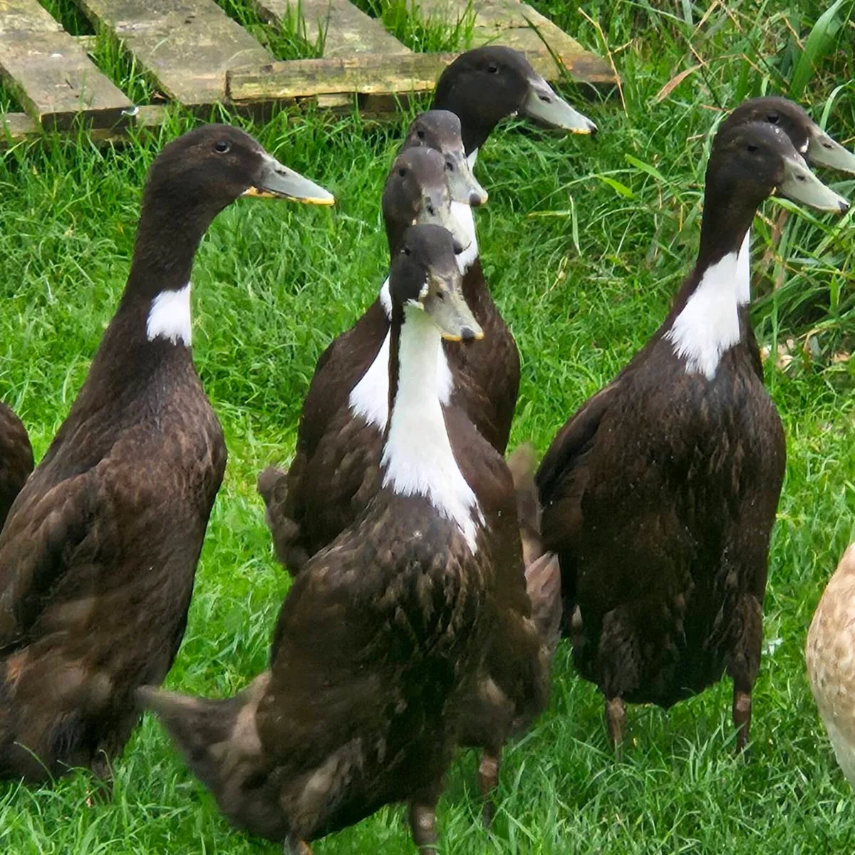 Ducklings / Ducks for sale - Image 2