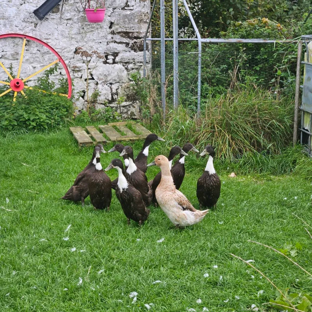 Ducklings / Ducks for sale - Image 3