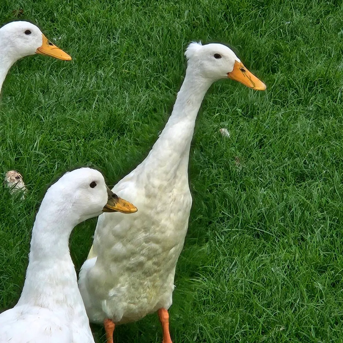 Ducklings / Ducks for sale - Image 4