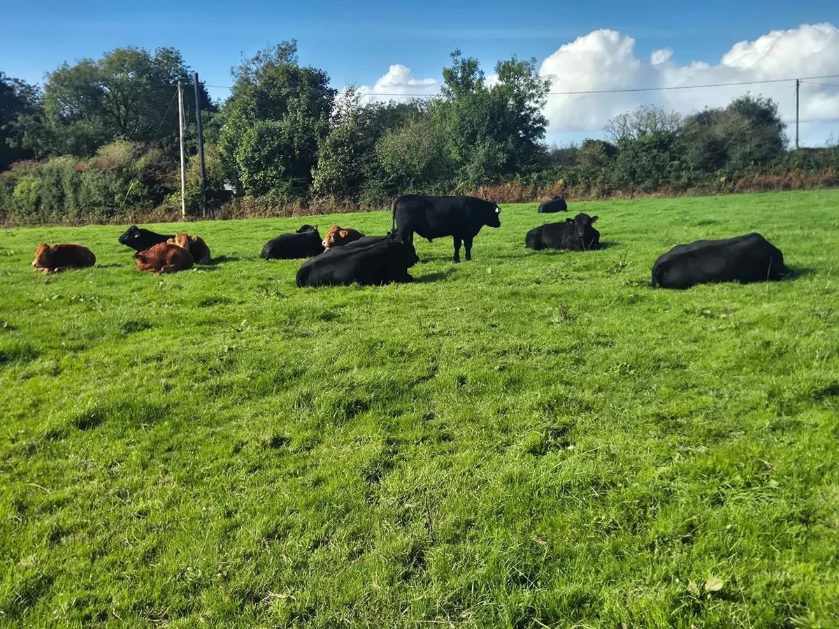 AA PBR Bulls - Image 2