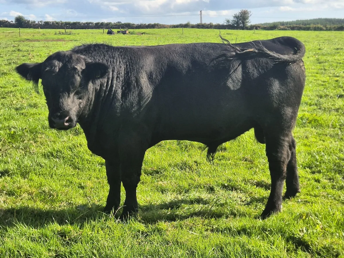 AA PBR Bulls - Image 4