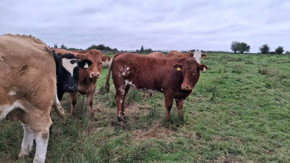 Organic Heifers - Image 2