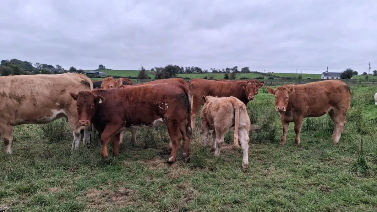 Organic Heifers - Image 3