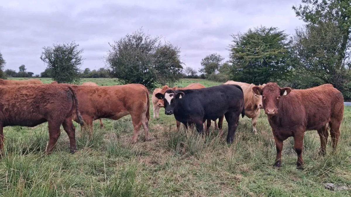 Organic Heifers - Image 4