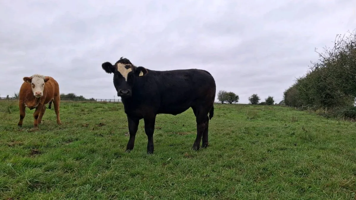 Organic Heifers - Image 1