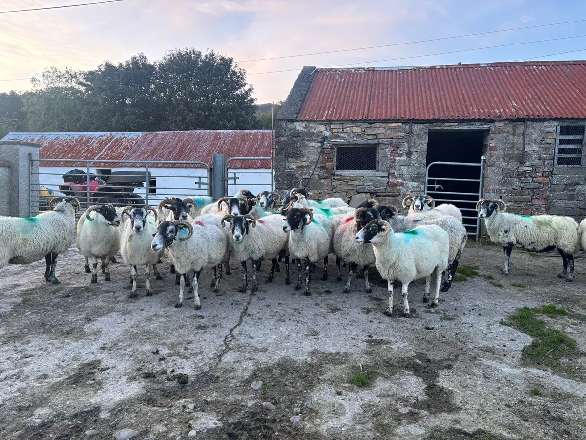 Correct ewes - Image 2