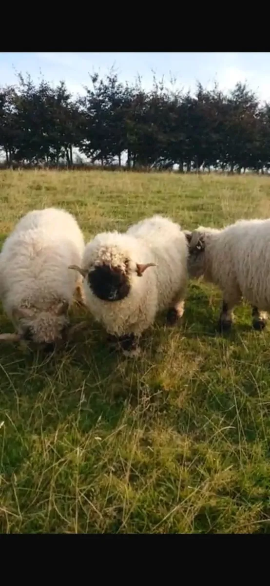 5 Valais Blacknose Breeding Rams for sale - Image 1