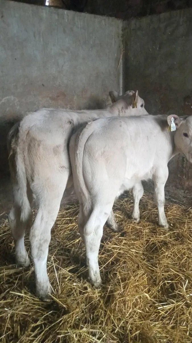 SNOW WHITE CHAROLAIS - Image 1