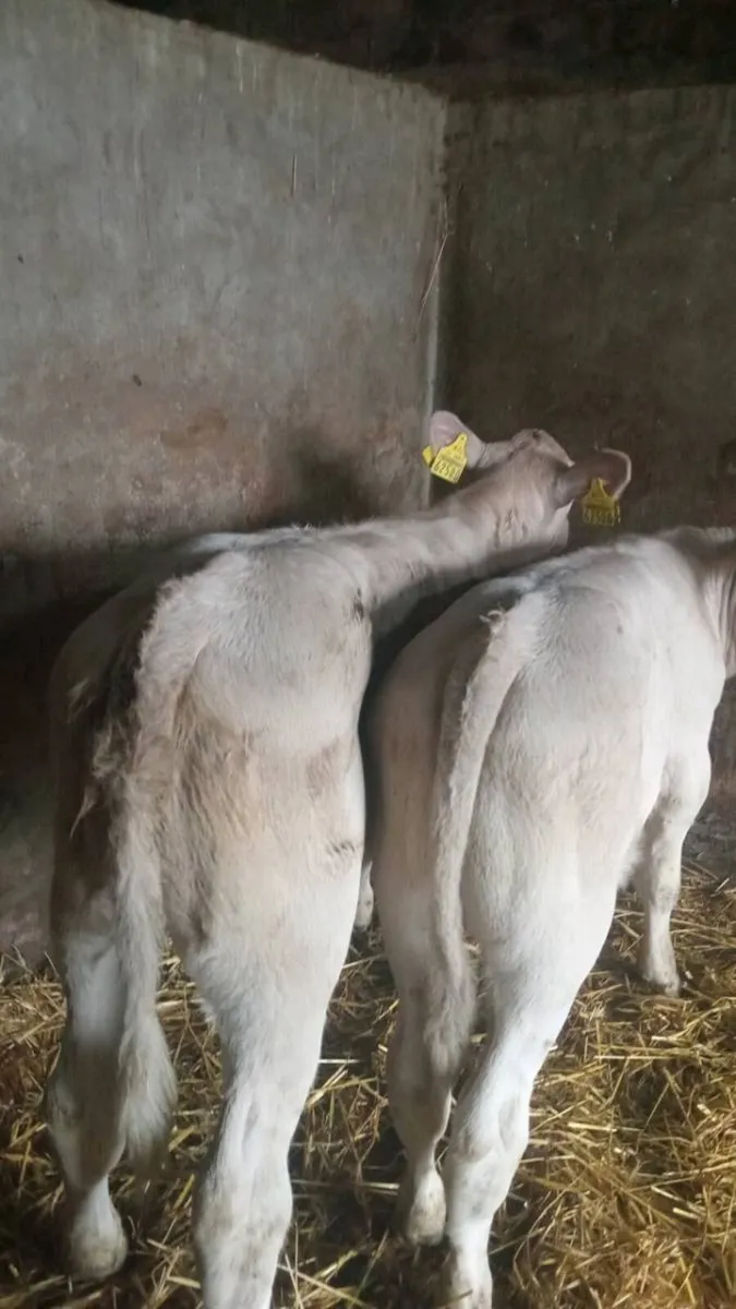 SNOW WHITE CHAROLAIS - Image 2