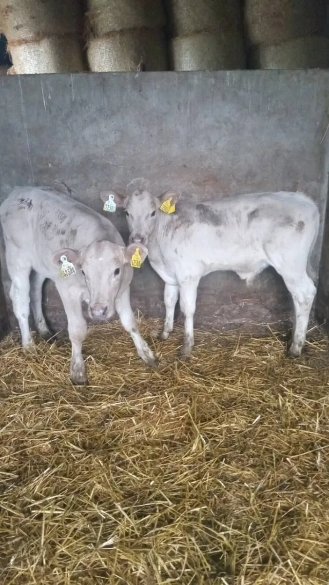 SNOW WHITE CHAROLAIS - Image 4