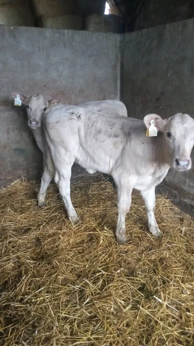 SNOW WHITE CHAROLAIS - Image 3
