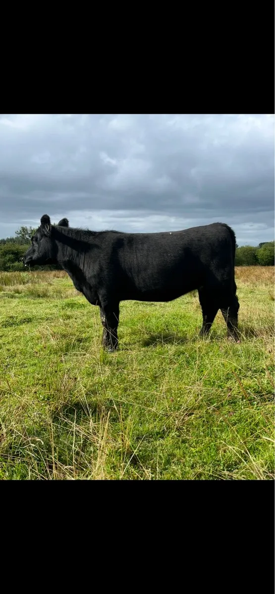 Pedigree Angus Heifers 5⭐️ - Image 2