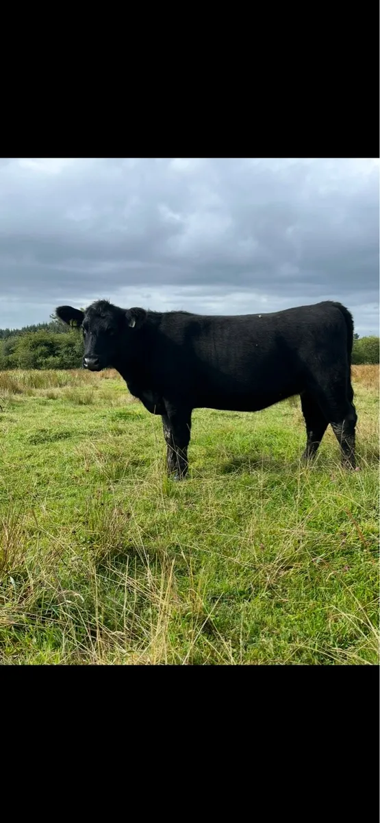 Pedigree Angus Heifers 5⭐️ - Image 3