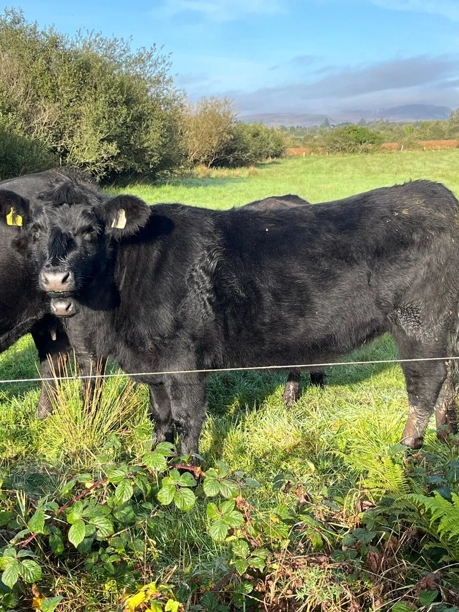 Pedigree Angus Heifers 5⭐️ - Image 4
