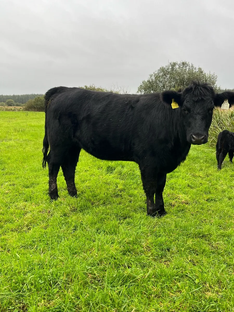 Pedigree Angus Heifers 5⭐️ - Image 1