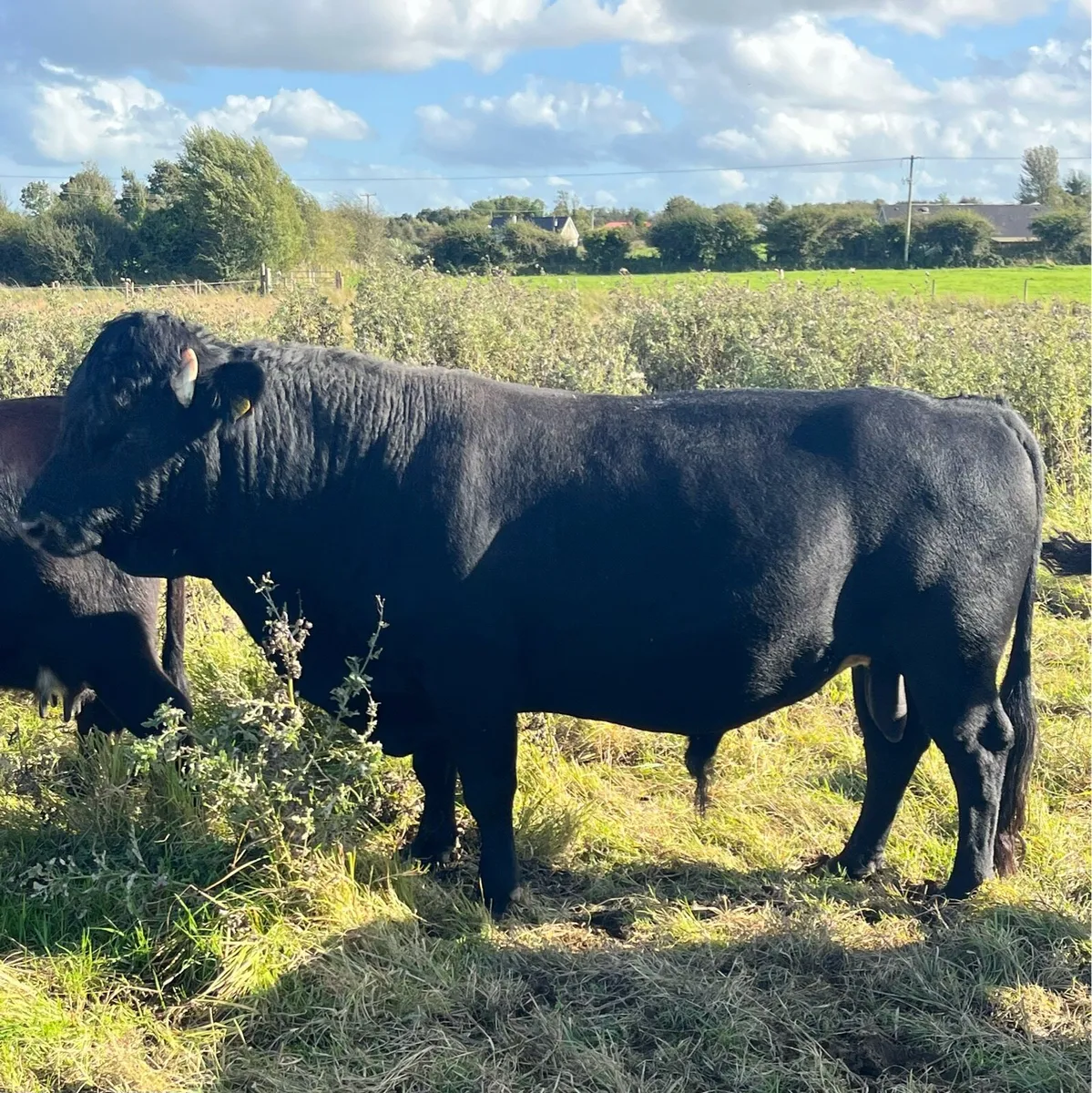 Dexter Bull - Image 1