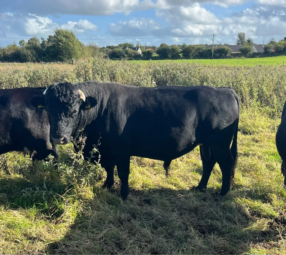 Dexter Bull - Image 4