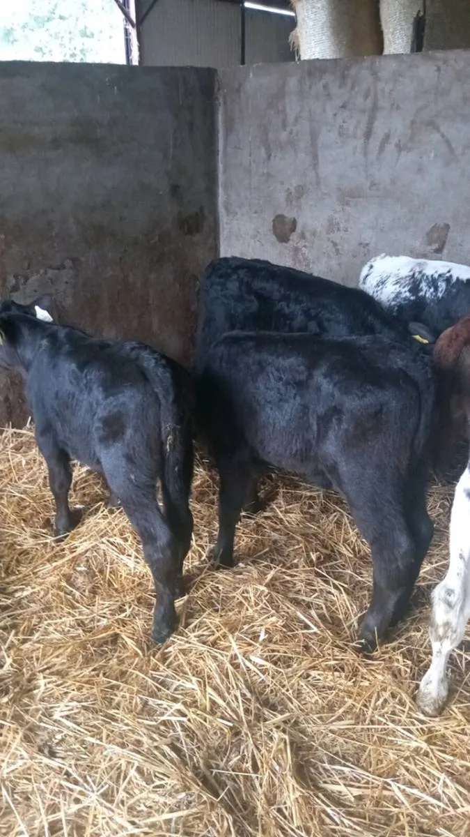 6 super bull calves - Image 1