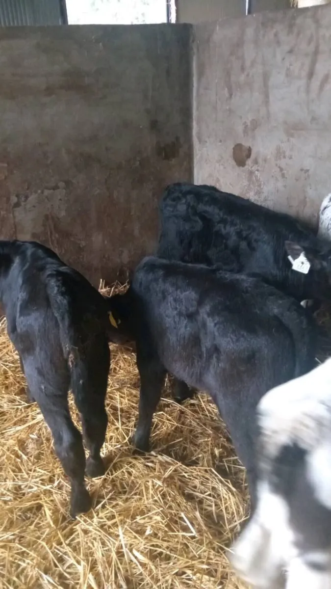 6 super bull calves - Image 2