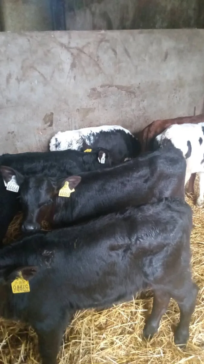 6 super bull calves - Image 3