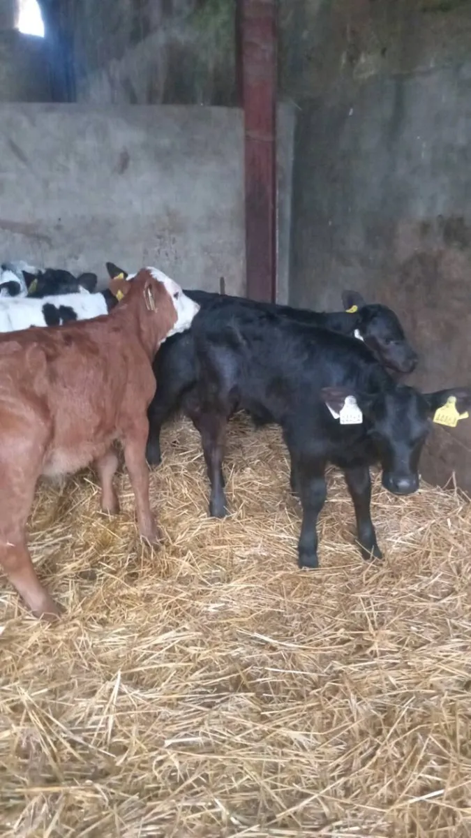 6 super bull calves - Image 4