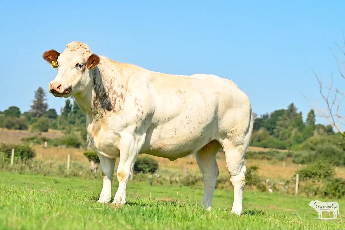 Mulrooney - In Calf Heifers Sale 🐄 - Image 1