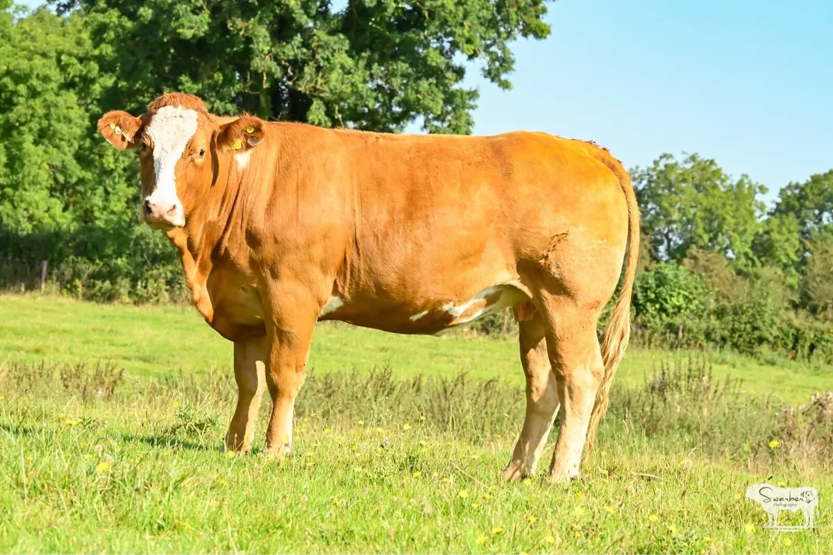 Mulrooney - In Calf Heifers Sale 🐄 - Image 3