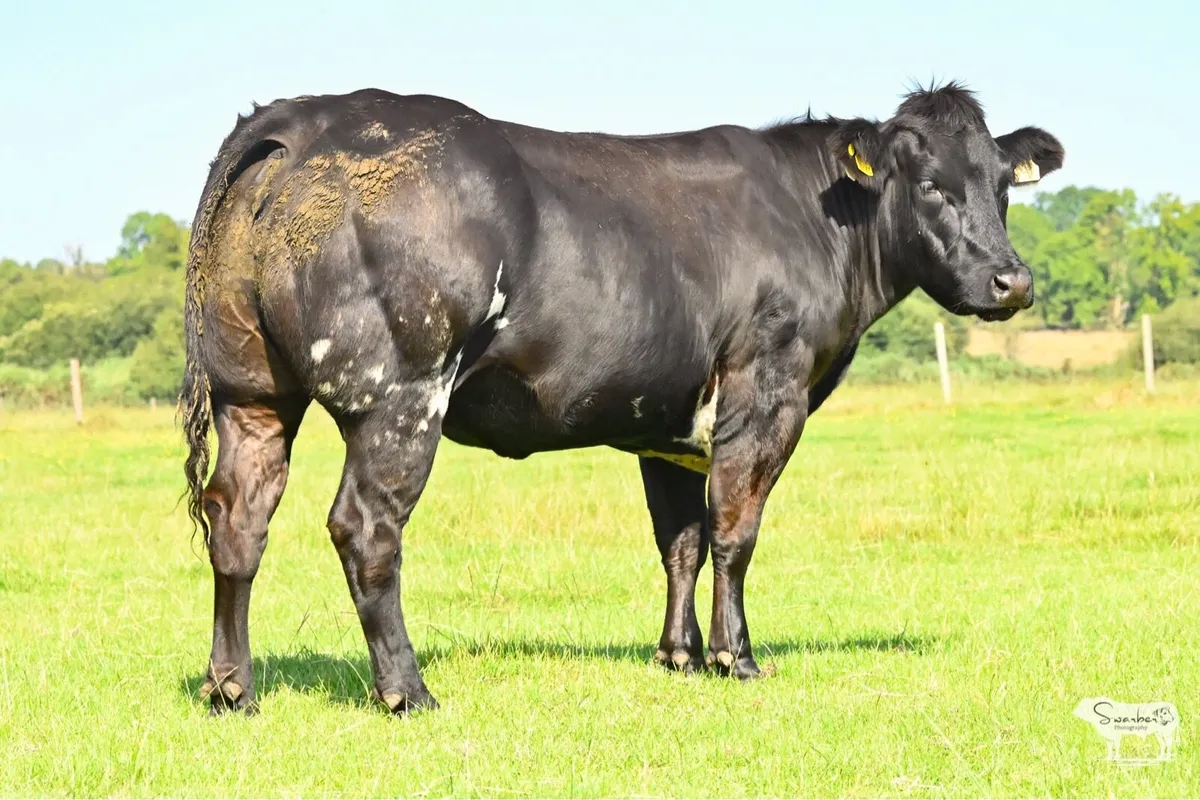 Mulrooney - In Calf Heifers Sale 🐄 - Image 4