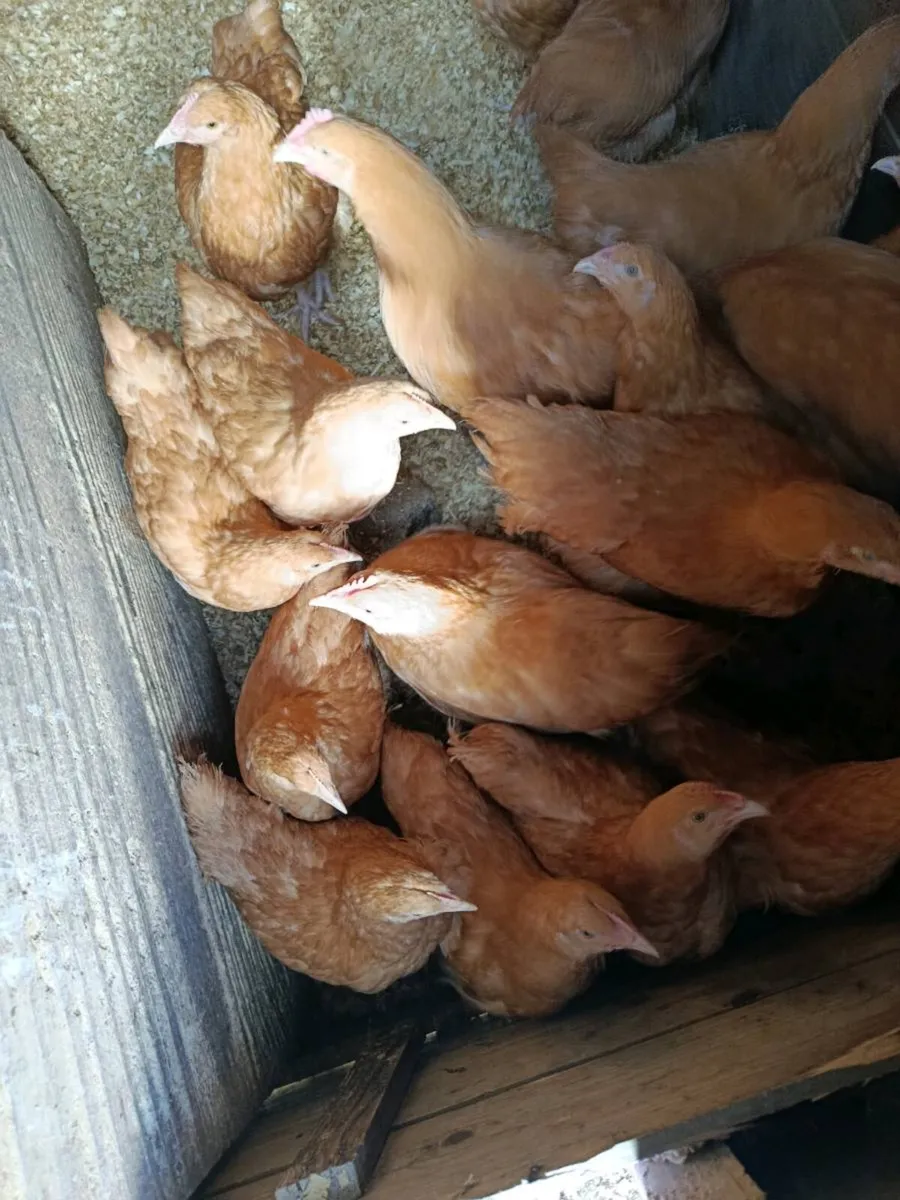 Pullets - Image 1