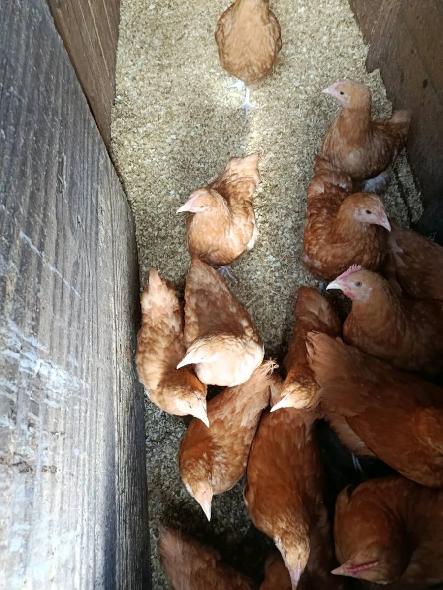 Pullets - Image 2