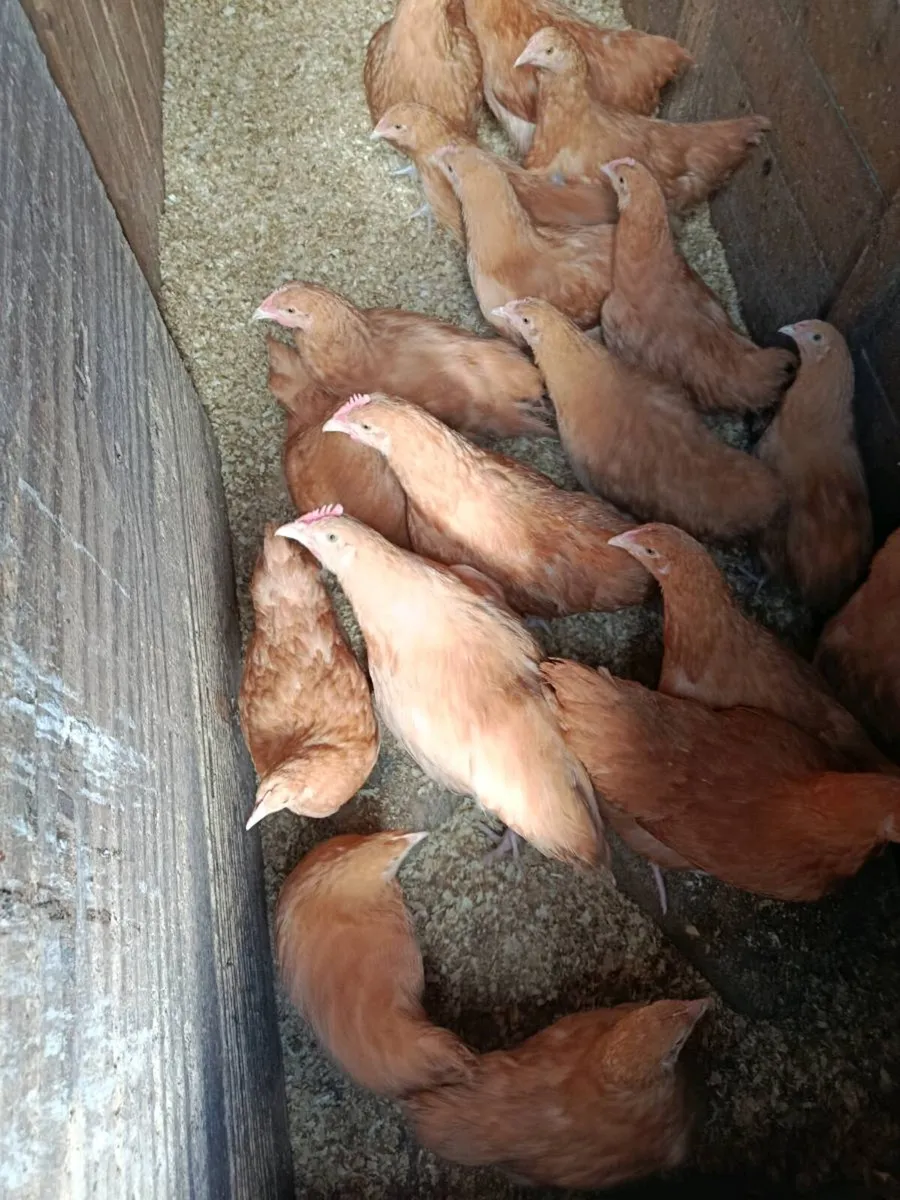 Pullets - Image 3