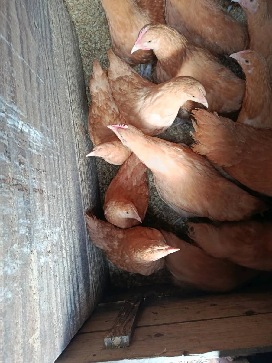 Pullets - Image 4