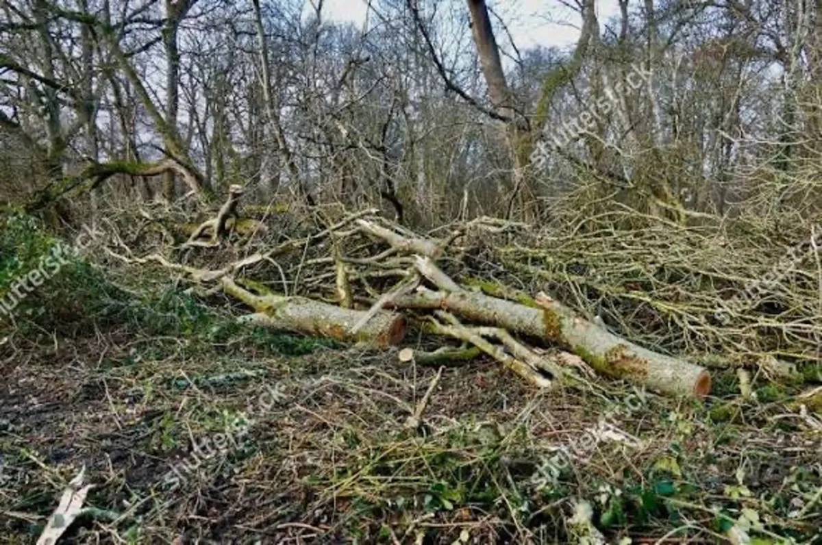 Timber Ash Trees for sale - Image 3