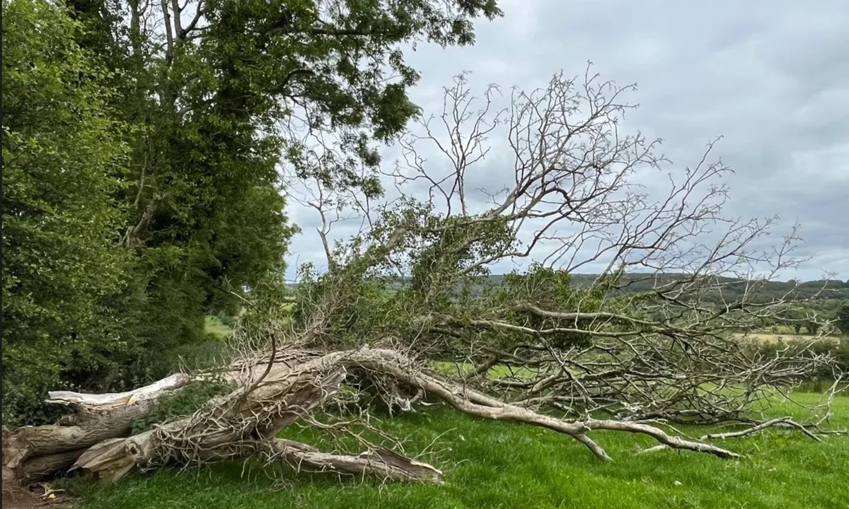 Timber Ash Trees for sale - Image 1