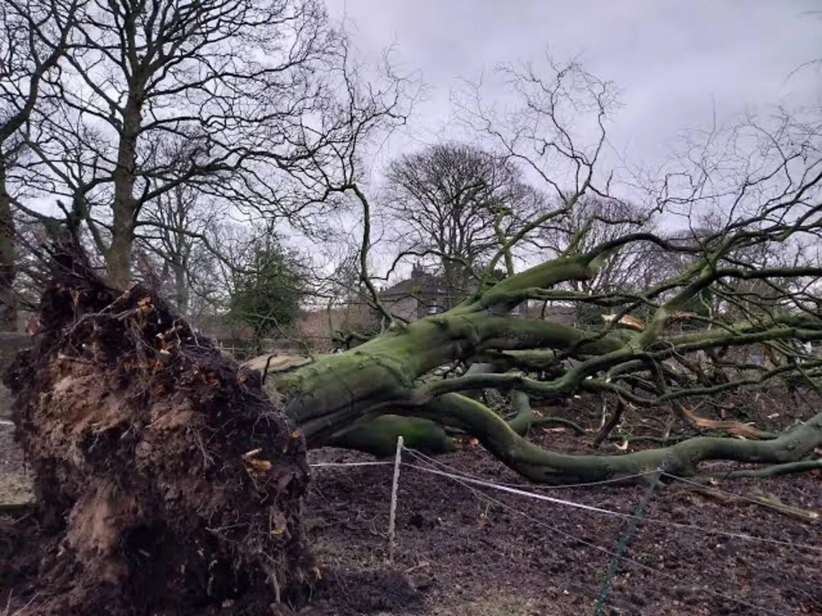 Timber Ash Trees for sale - Image 2