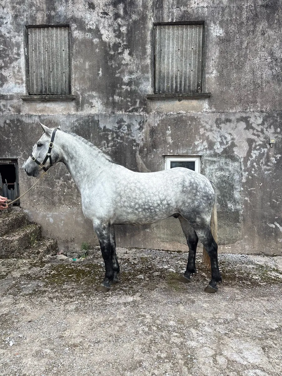 148cm 5 yo Connemara - Image 2