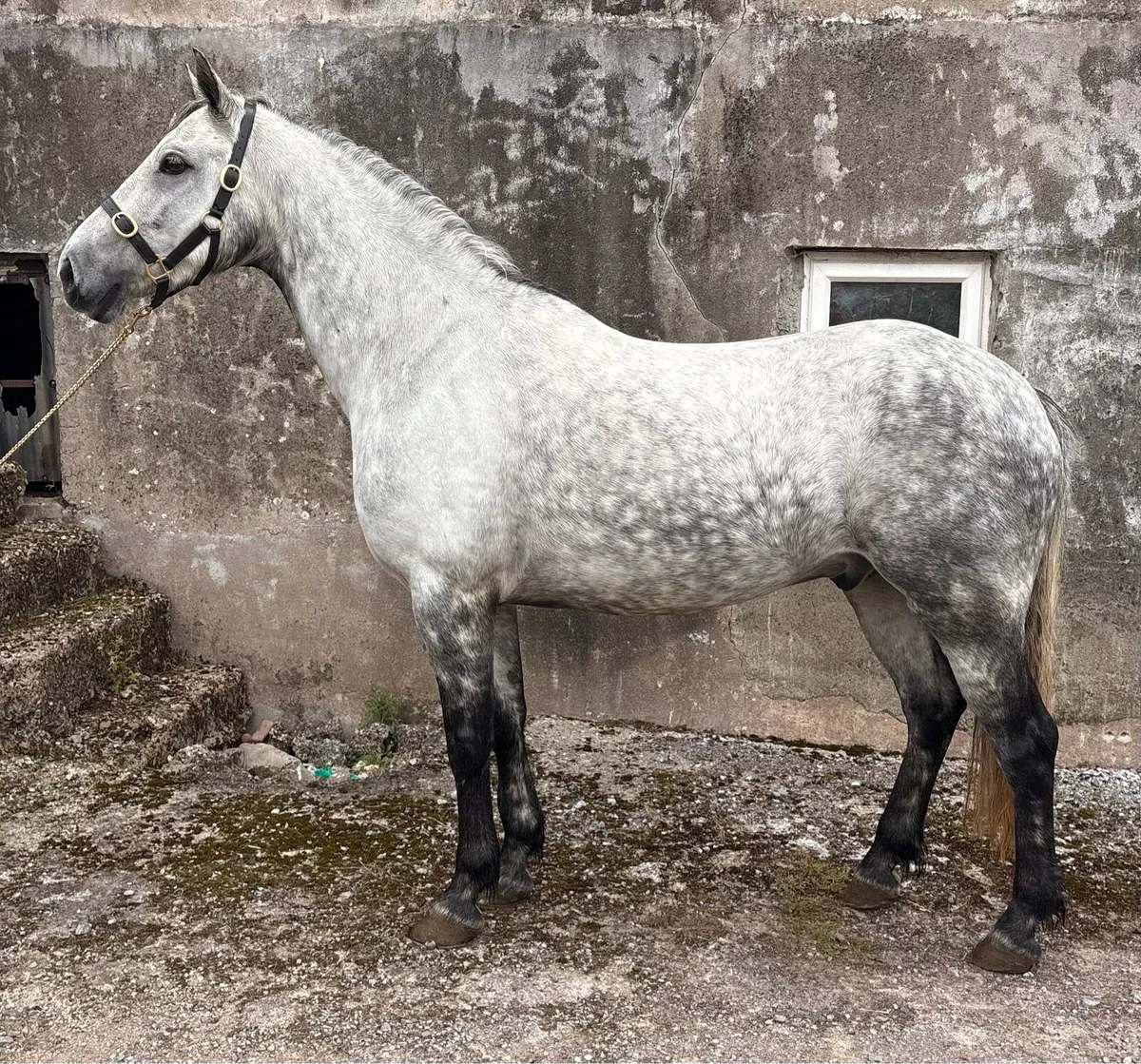 148cm 5 yo Connemara - Image 1