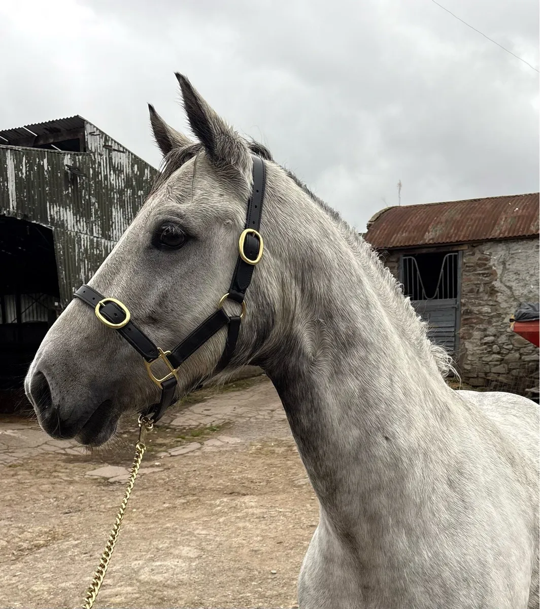 148cm 5 yo Connemara - Image 3