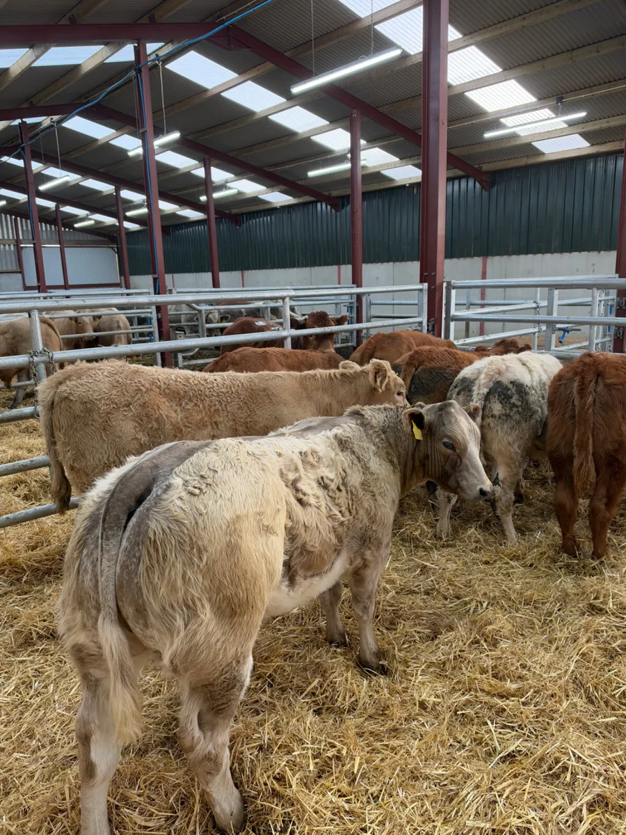 Lim and Charolais heifers - Image 2
