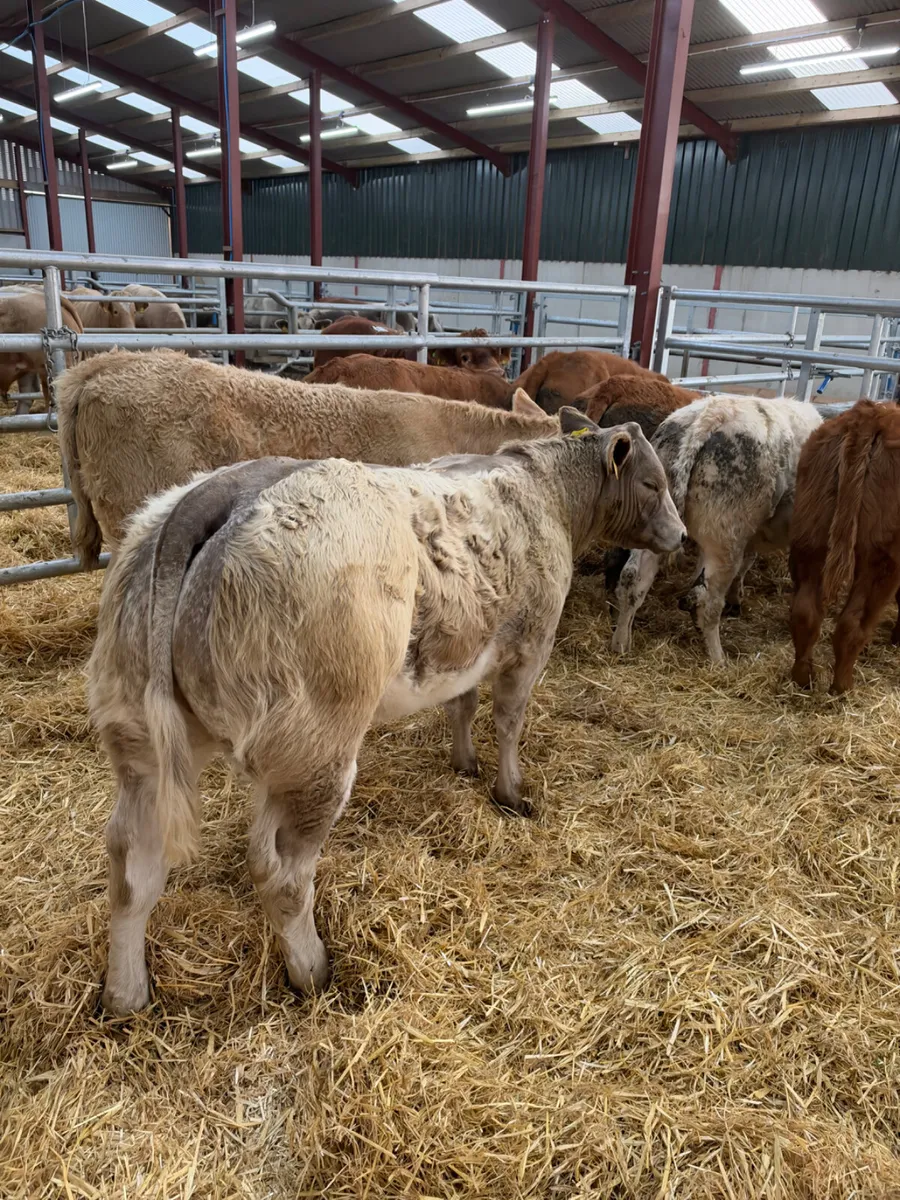 Lim and Charolais heifers - Image 1