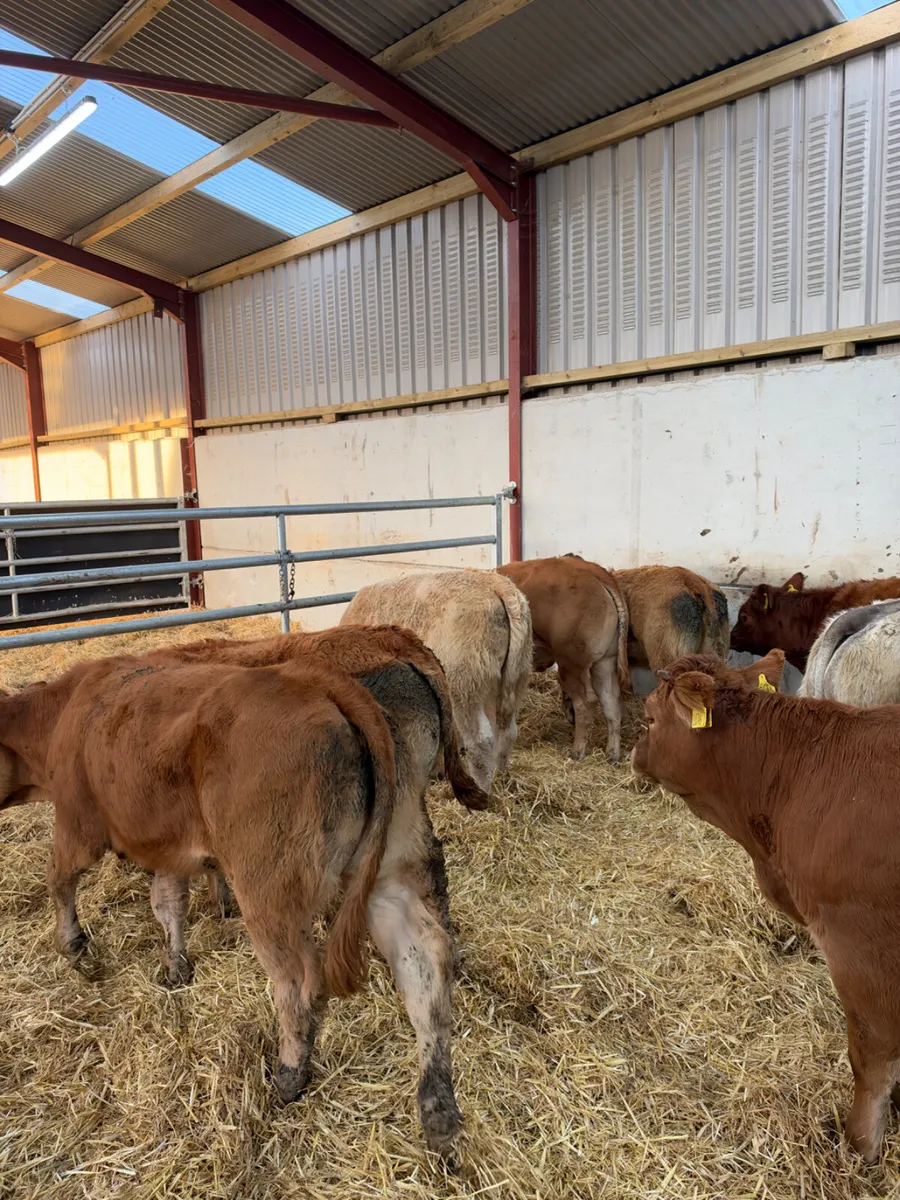Lim and Charolais heifers - Image 4
