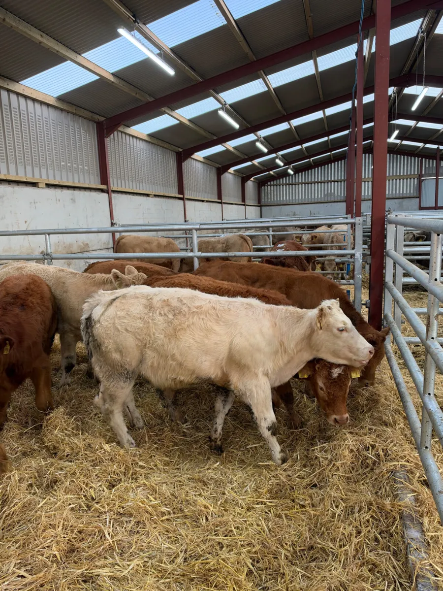 Lim and Charolais heifers - Image 3