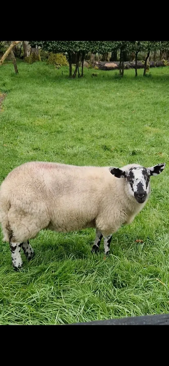 Brockie Ramb lambs - Image 3