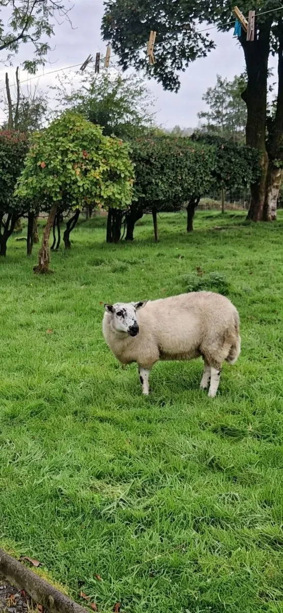 Brockie Ramb lambs - Image 2