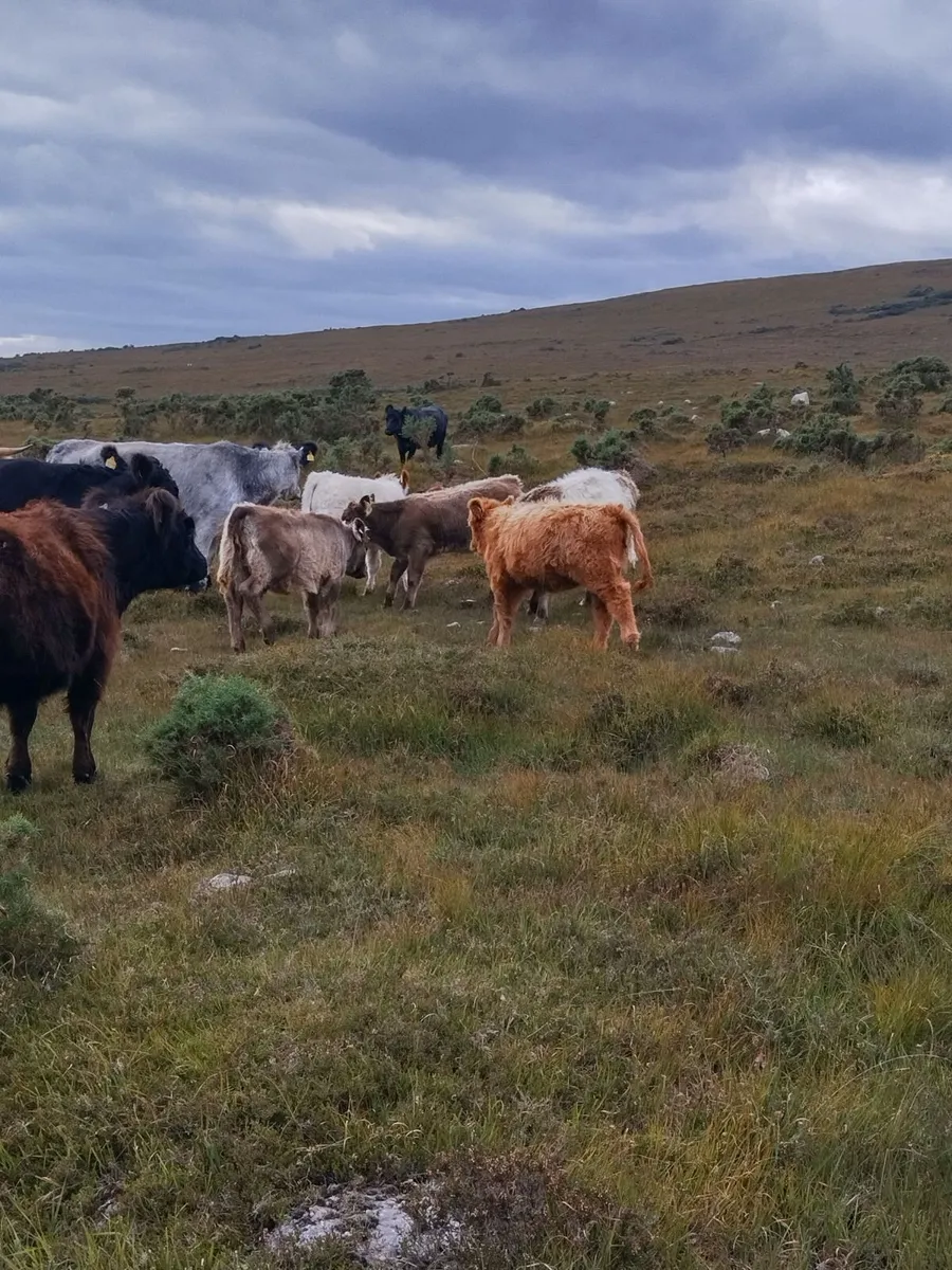 Galloway X Highland weanlings - Image 2