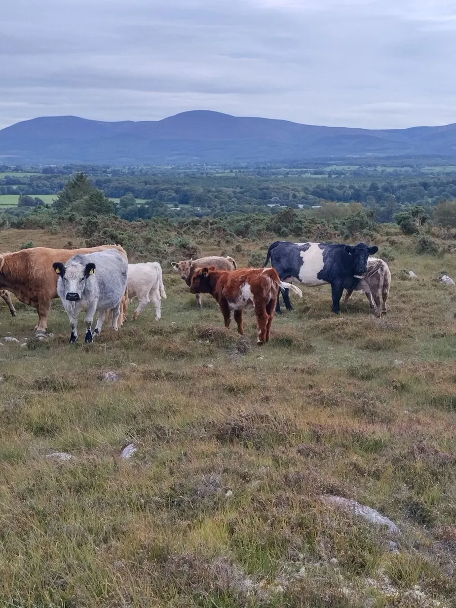 Galloway X Highland weanlings - Image 3