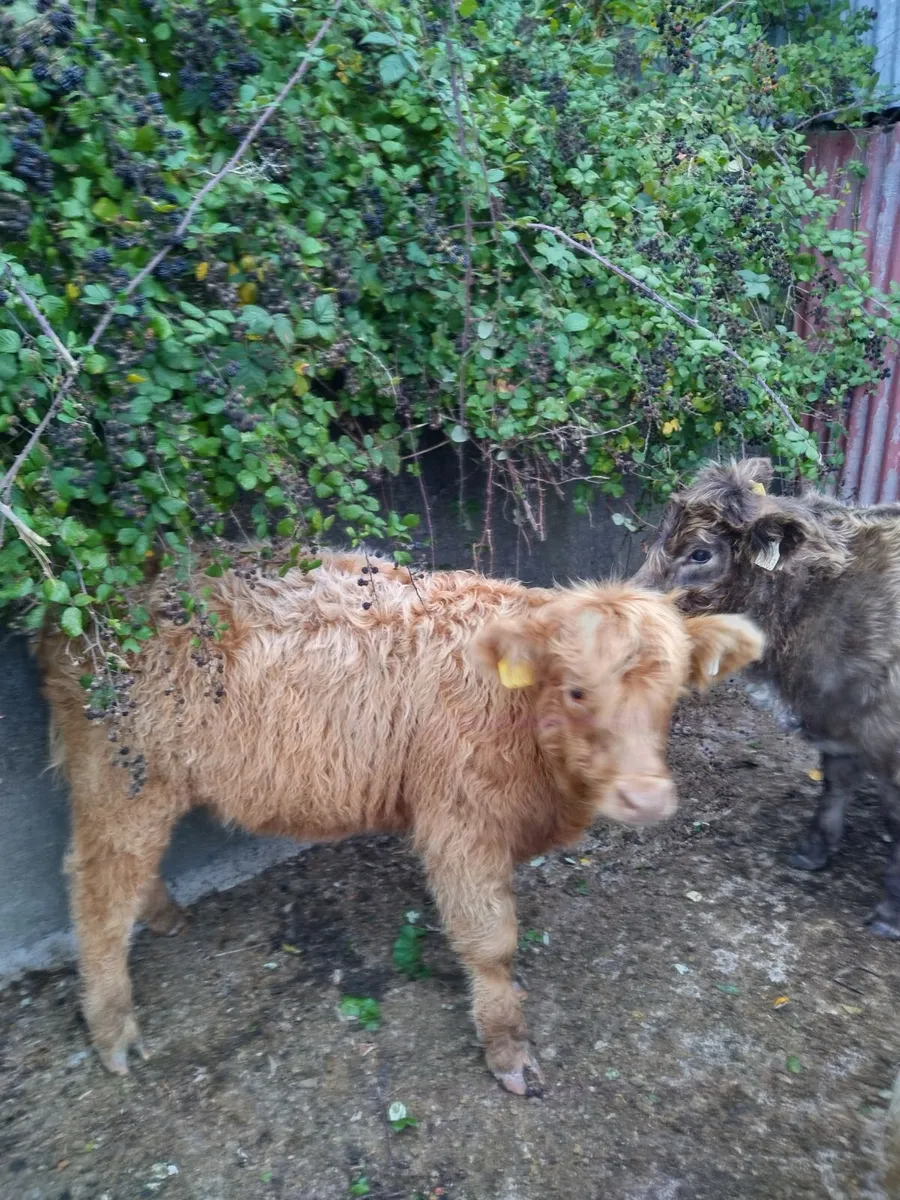 Galloway X Highland weanlings - Image 4