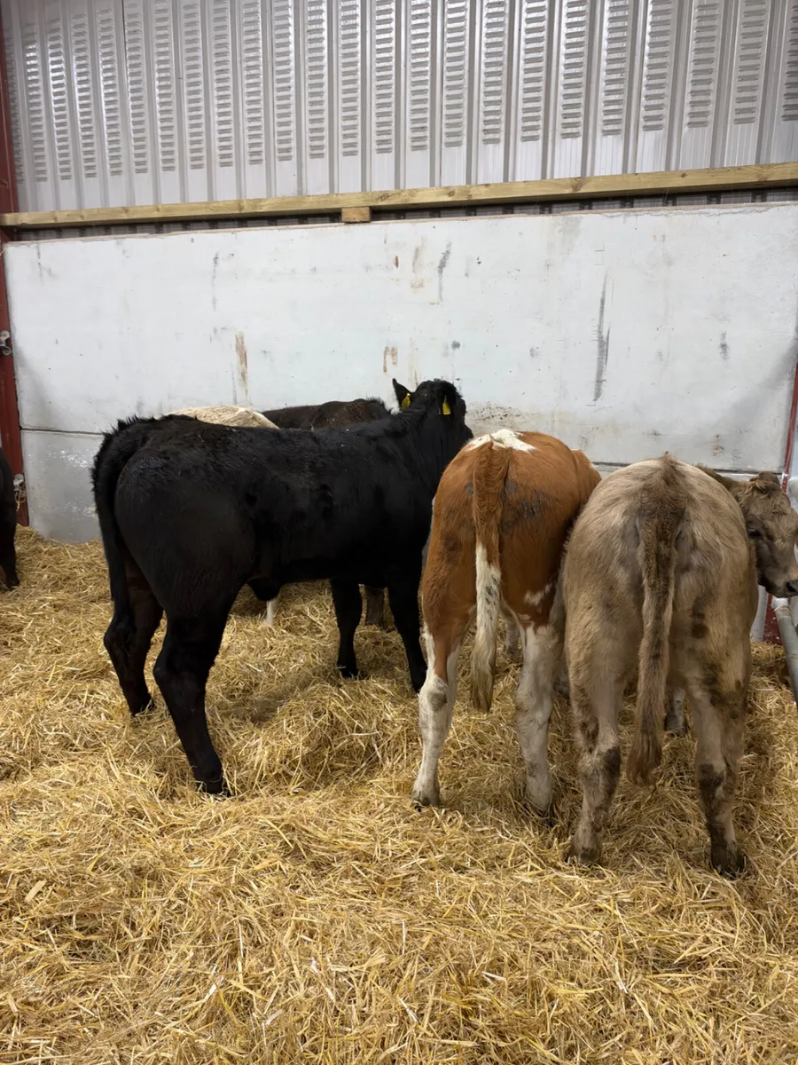 Heifers - Image 2
